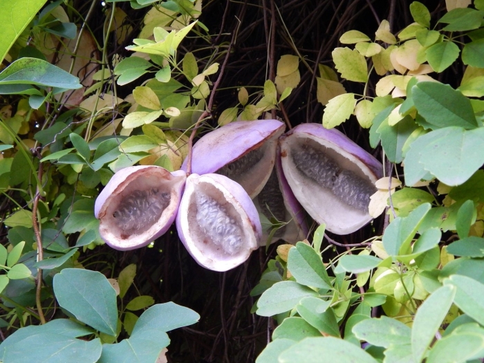 Акебия шоколадная лиана