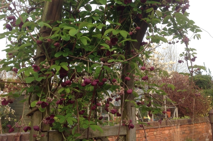 Акебия шоколадная лиана
