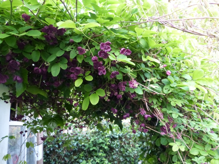 Акебия шоколадная лиана