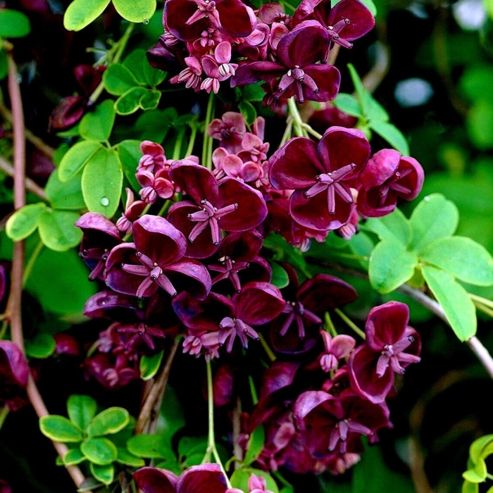 Акебия шоколадная лиана