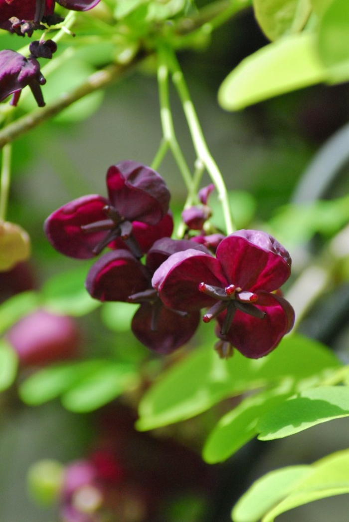 Акебия шоколадная лиана