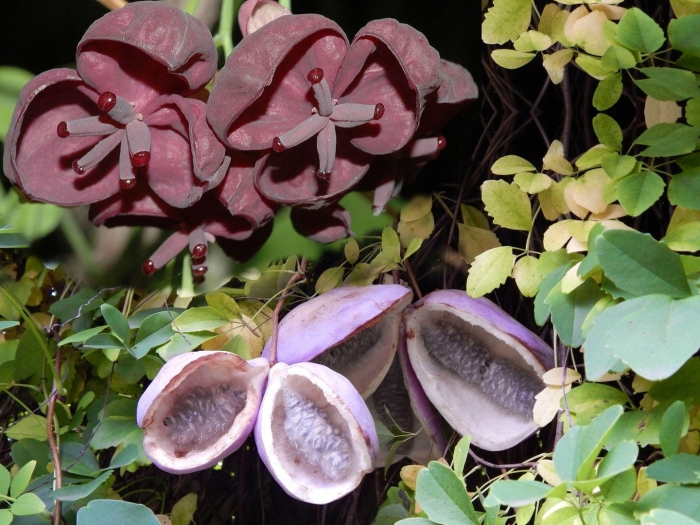 Акебия шоколадная лиана