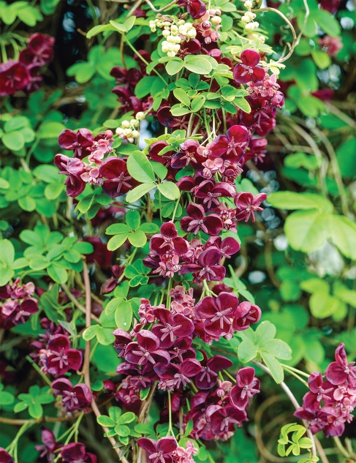 Акебия шоколадная лиана