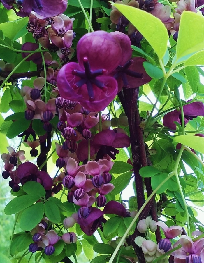 Акебия шоколадная лиана