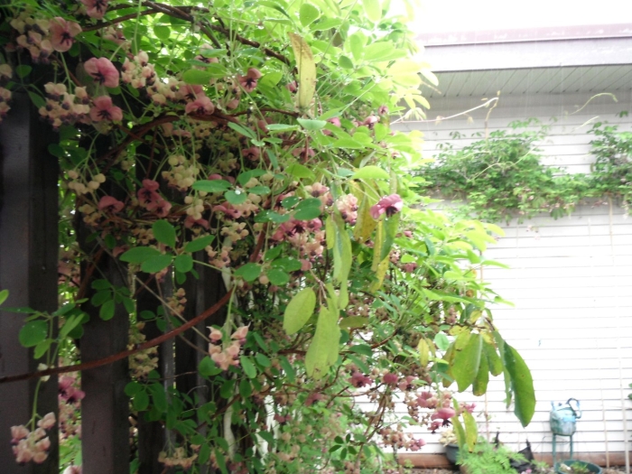 Акебия шоколадная лиана