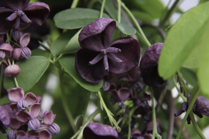 Шоколадная лиана акебия