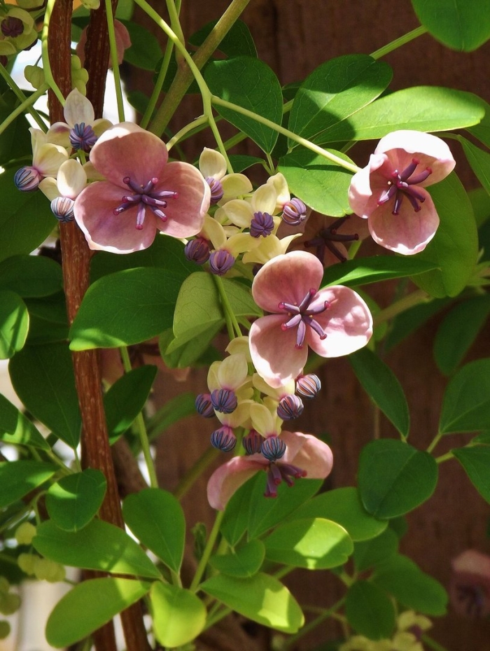 Акебия пятилисточковая сильвер беллз