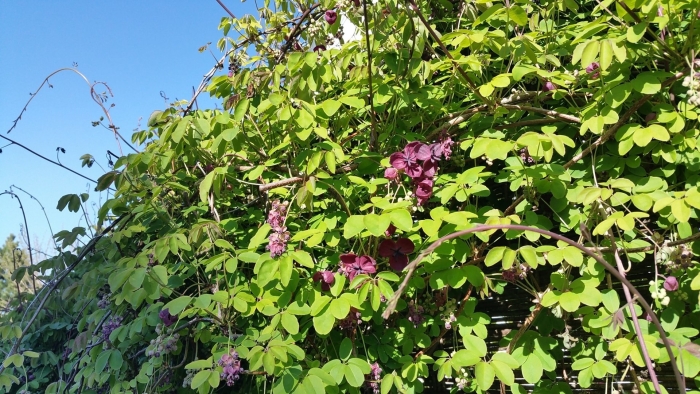 Акебия шоколадная лиана