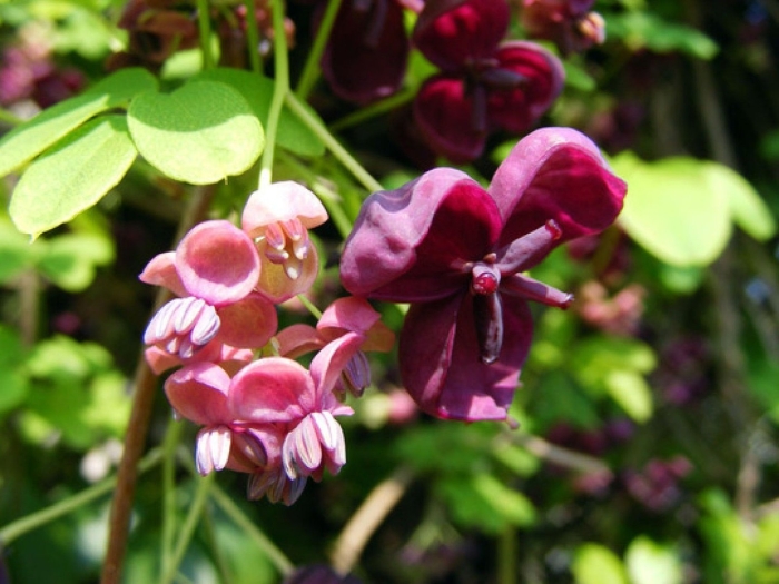 Акебия шоколадная лиана