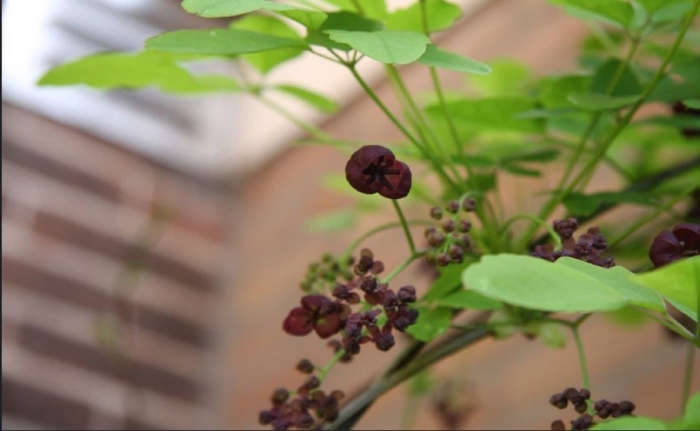 Акебия шоколадная лиана