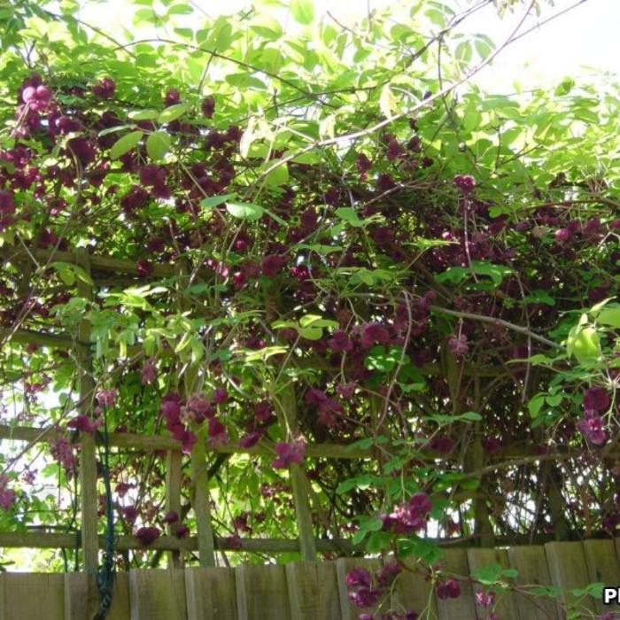 Долихос вьющаяся сирень