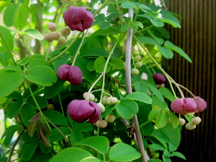 Акебия шоколадная лиана