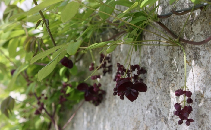 Акебия шоколадная лиана