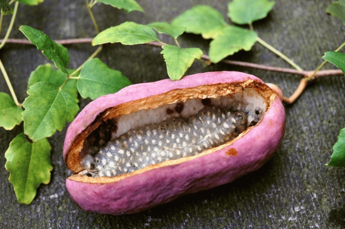 Акебия пятерная плоды