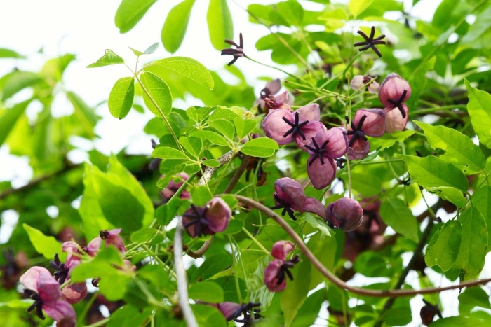 Акебия шоколадная лиана