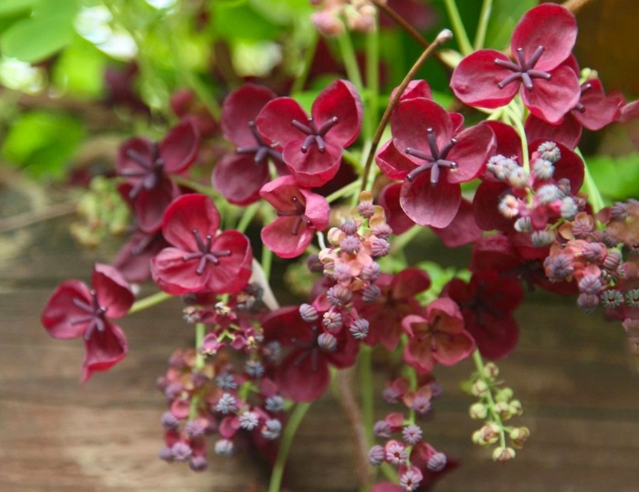 Акебия шоколадная лиана