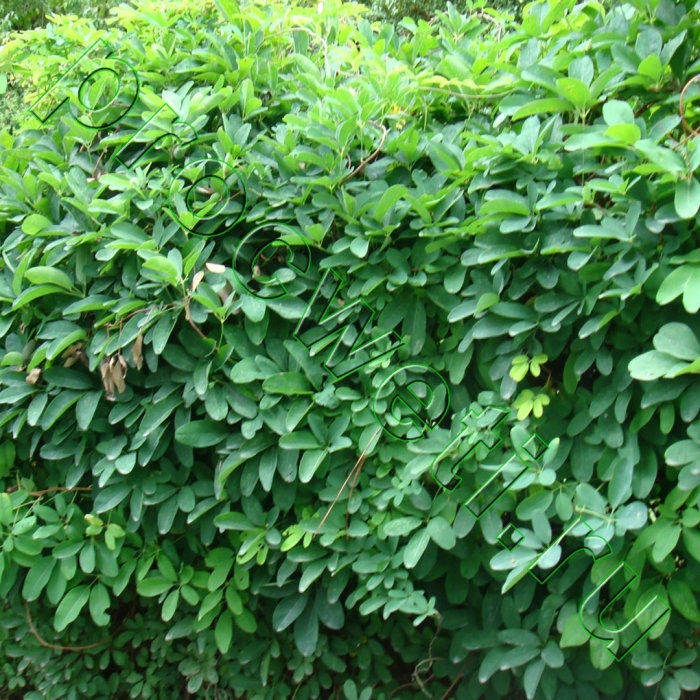 Robinia pseudoacacia