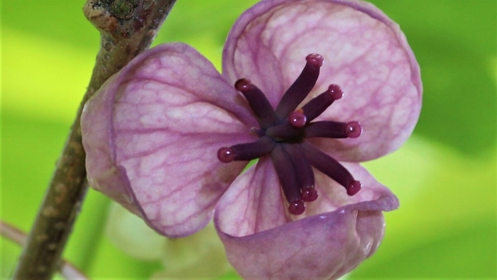 Акебия шоколадная лиана