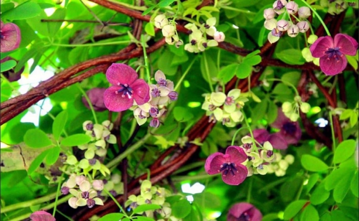 Шоколадная лиана акебия