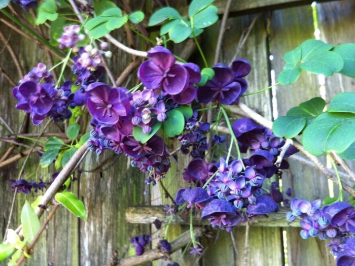 Акебия шоколадная лиана