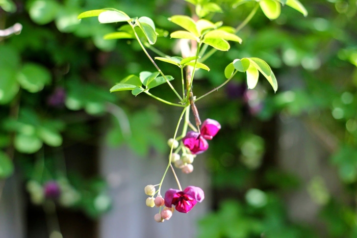 Акебия шоколадная лиана