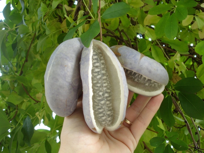 Акебия шоколадная лиана