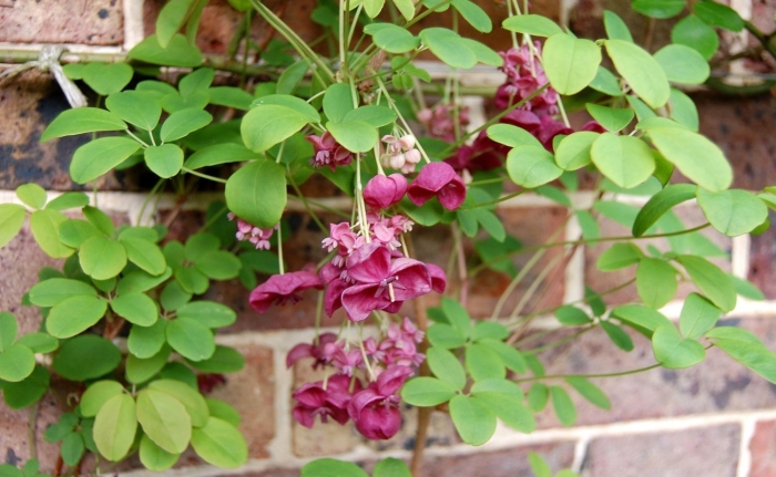 Растение лиана