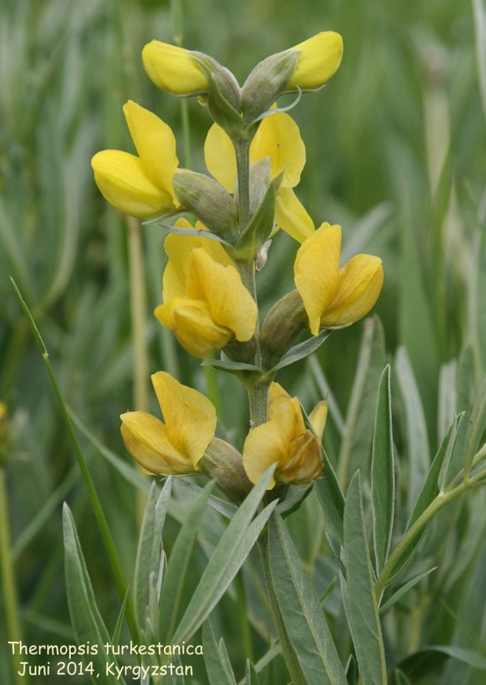 Термопсис трава