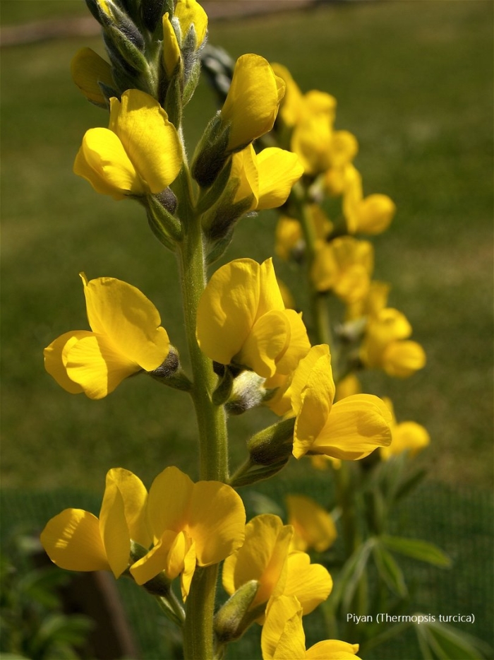 Термопсиса ланцетного трава