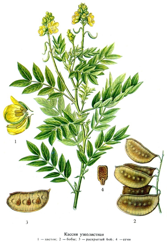 Сенна остролистная