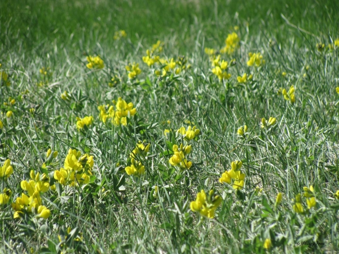 Термопсиса ланцетного трава