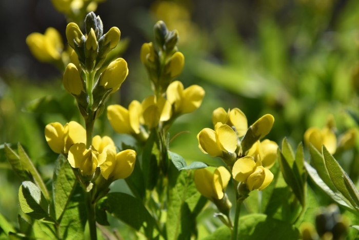 Термопсис монтана