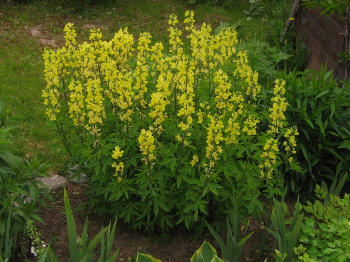 Thermopsis chinensis