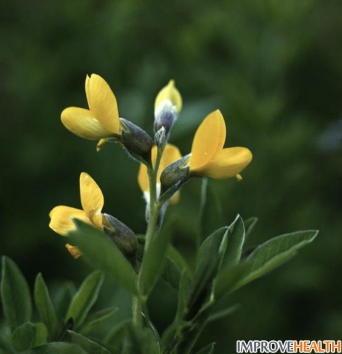 Термопсиса ланцетного трава