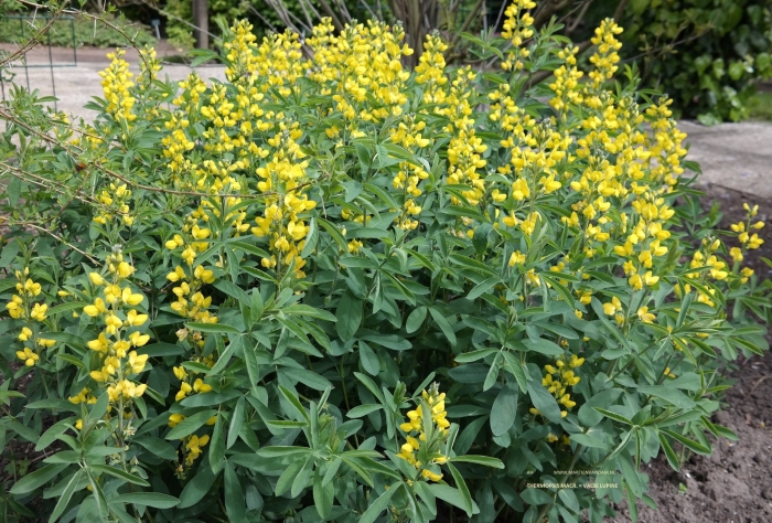 Термопсис ланцетолистный