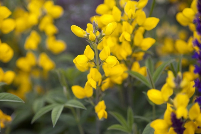 Thermopsis rhombifolia var montana