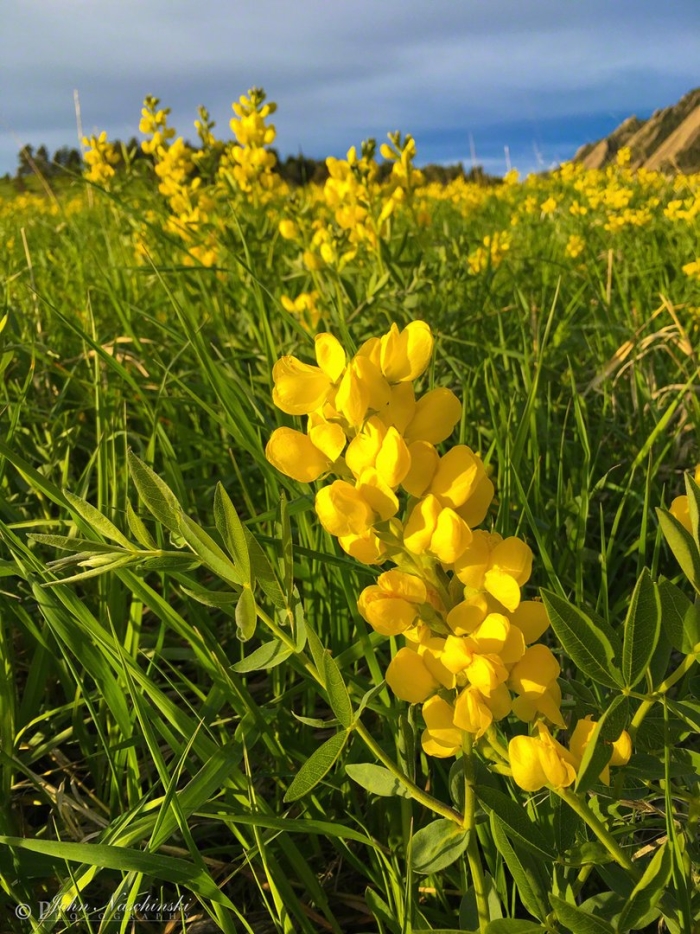 Thermopsis montana