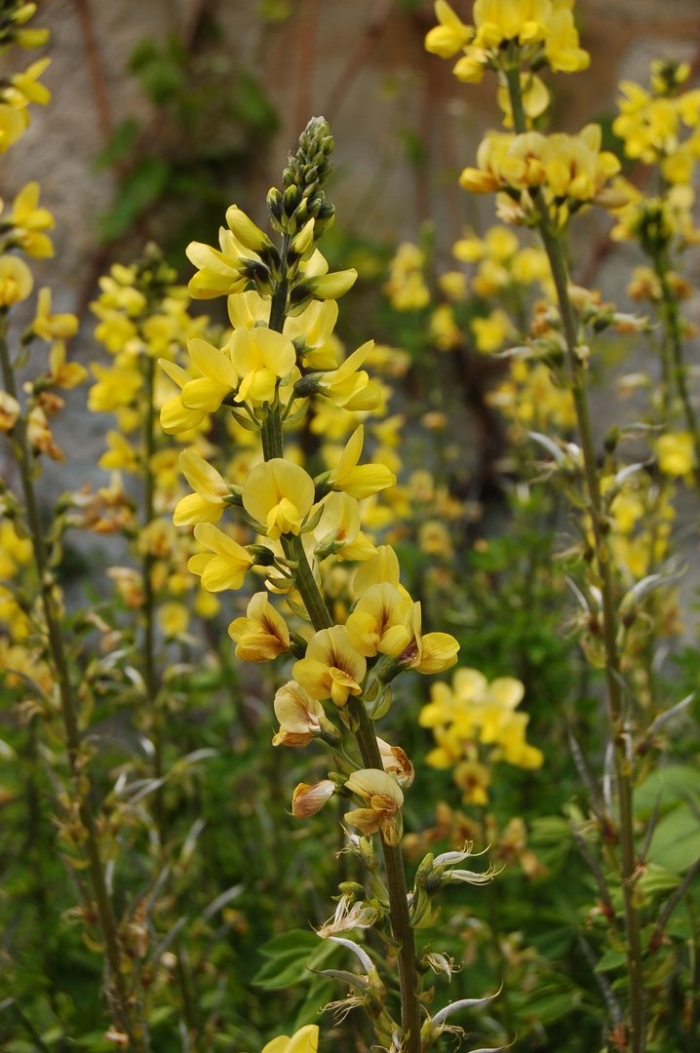 Термопсис трава