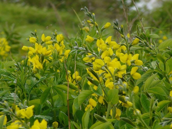 Thermopsis lupinoides