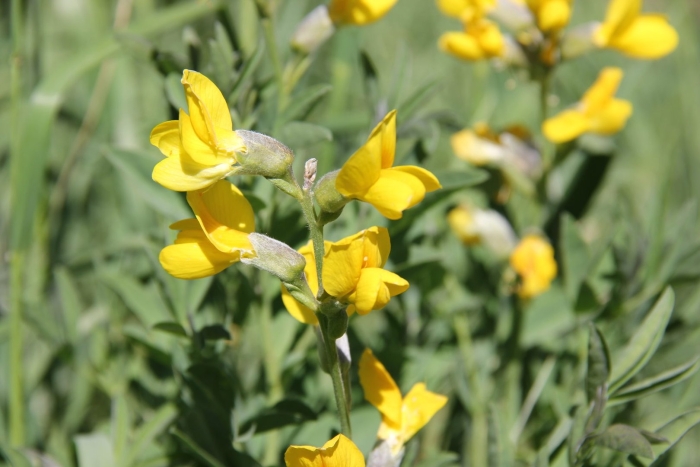 Термопсиса ланцетного трава