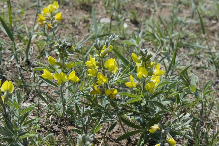 Термопсис ланцетовидный thermopsis lanceolata