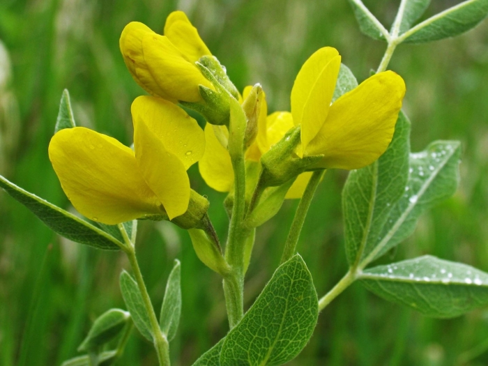 Термопсис монгольский