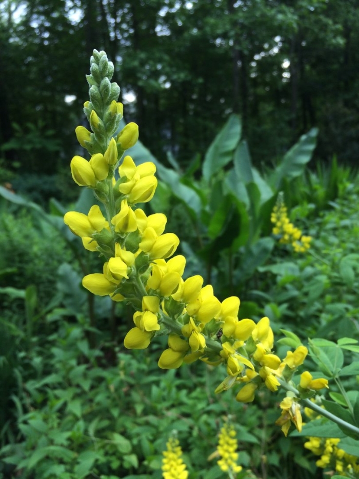 Баптизия южная альба