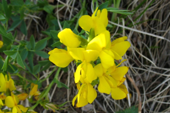 Термопсис люпиновидный