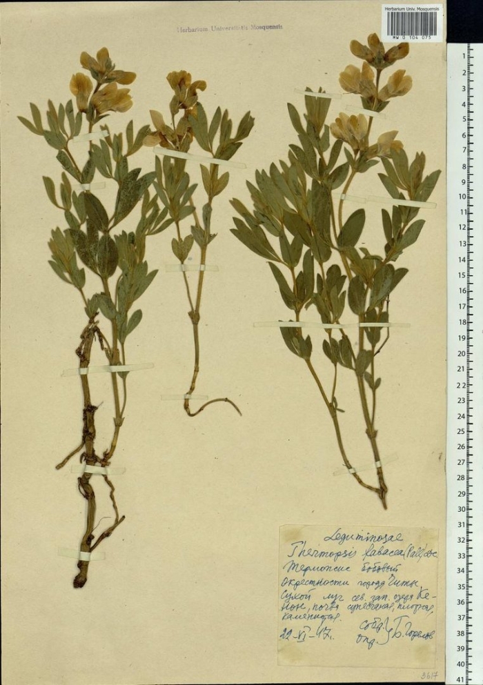 Термопсис ланцетный гербарий