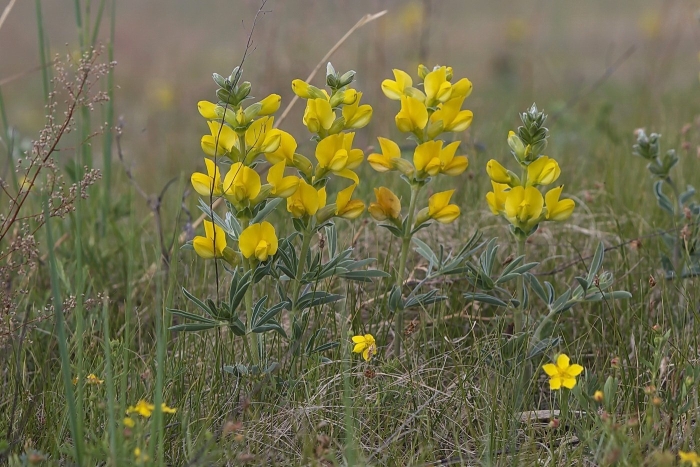 Thermopsis lanceolata