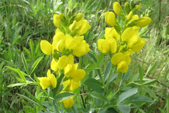 Thermopsis lupinoides