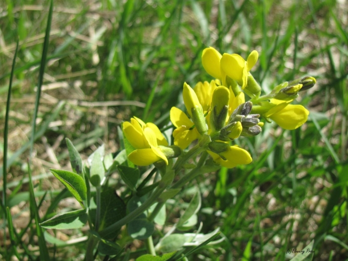 Лядвенец рогатый lotus corniculatus