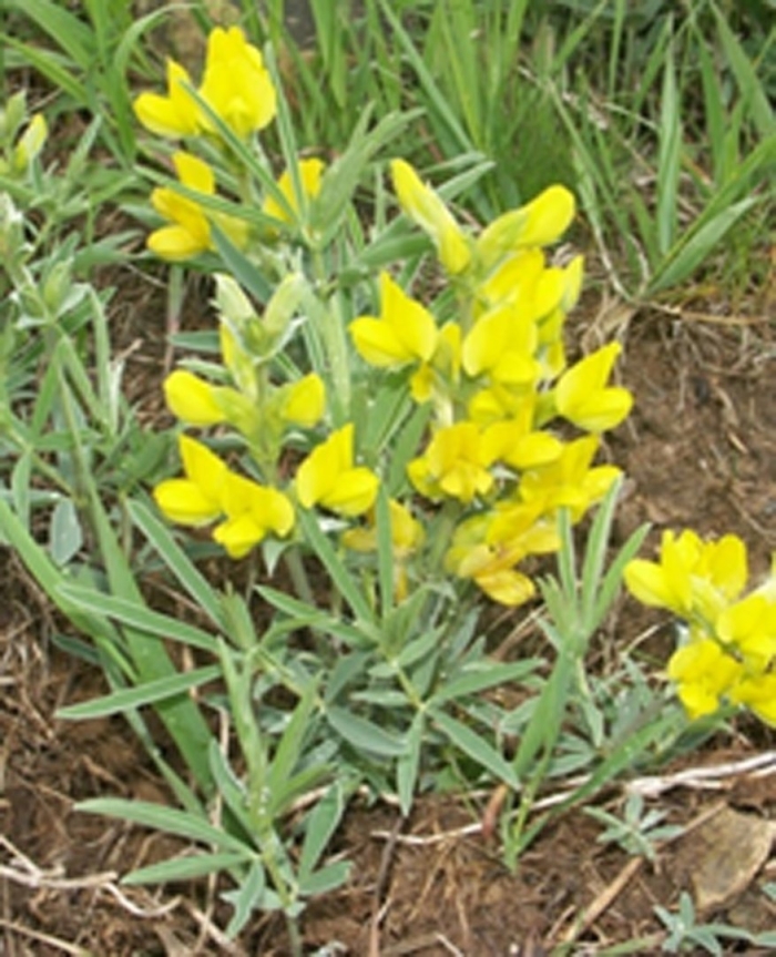 Thermopsis lanceolata