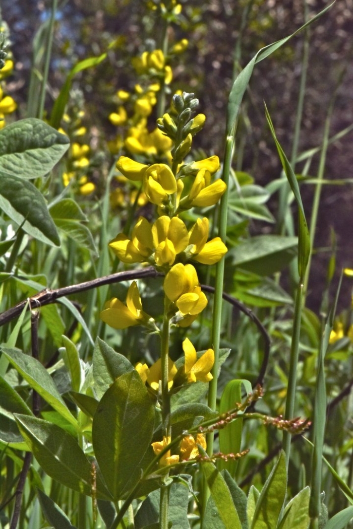 Термопсис очередноцветковый